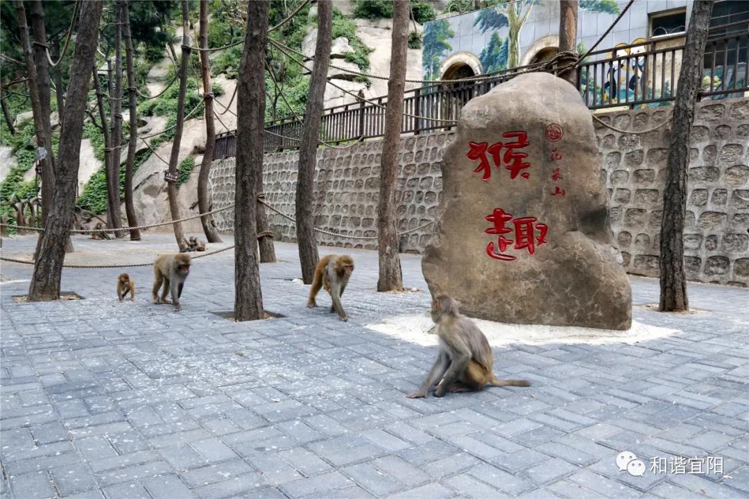 洛阳花果山首届蟠桃会开幕啦！