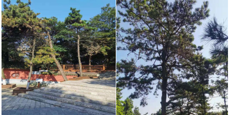 鸡公山风景区创建国家5A级旅游景区工作纪实