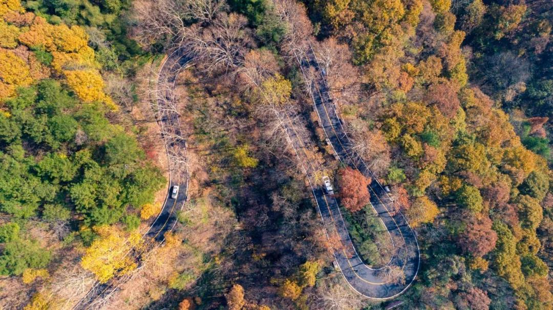 公告|鸡公山景区“金九银十”惠民月红叶节免票活动