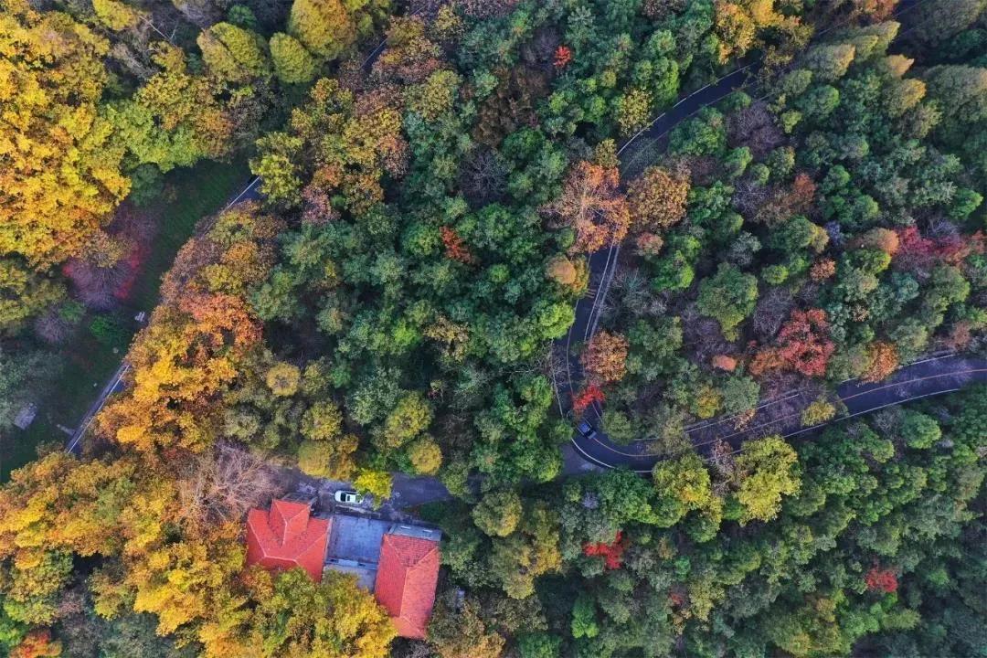 公告|鸡公山景区“金九银十”惠民月红叶节免票活动