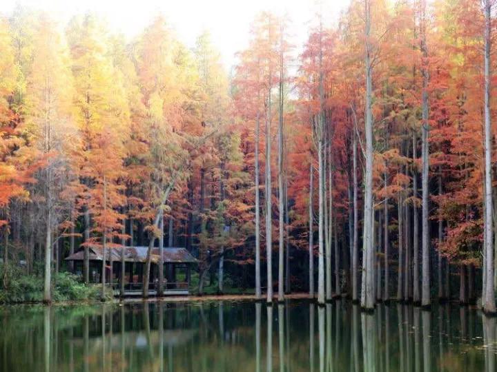 公告|鸡公山景区“金九银十”惠民月红叶节免票活动