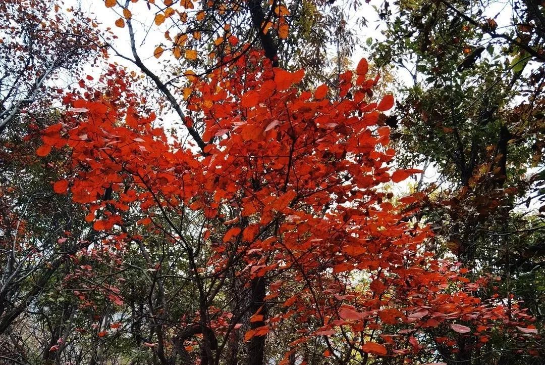 九九重阳，一起来仙门山登高望远，赏秋景，赢大奖！