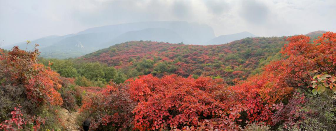 嵩山红叶进入最佳观赏季，诚邀您来徒步踏秋祈福