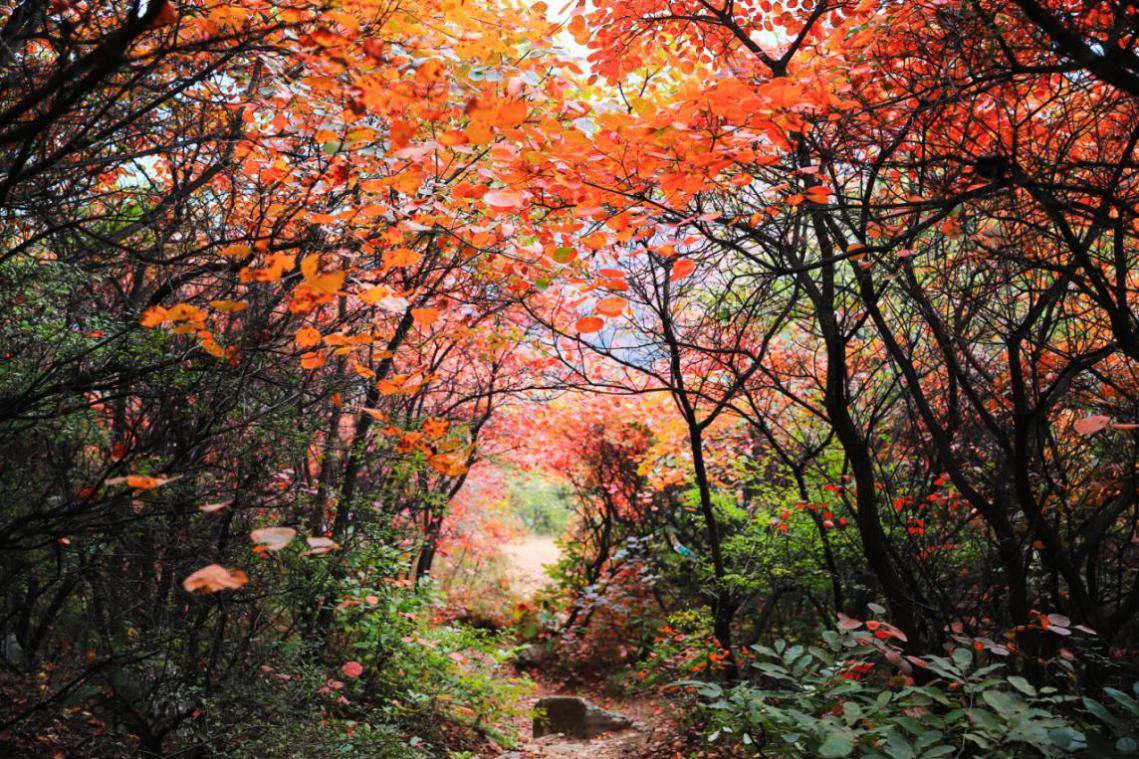 嵩山红叶进入最佳观赏季，诚邀您来徒步踏秋祈福