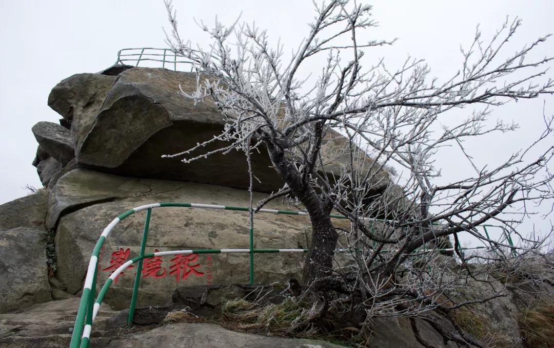 立冬丨北风潜入悄无踪，未品秋浓已立冬