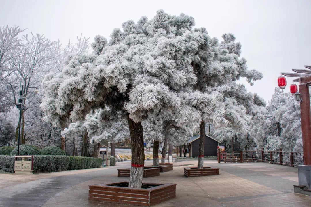雪柳绽银菊 玉树煮琼花—鸡公山写给冬天的诗