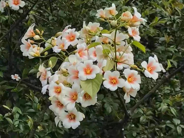 信阳市春季十大赏花线路，看看哪条适合你