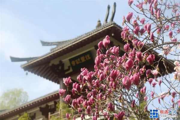 烏云遮不住太陽的升起　疫情擋不住老君山春天的來臨