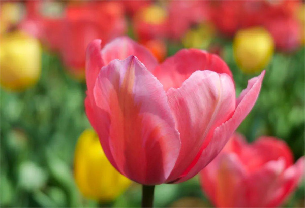 看，这个花花世界