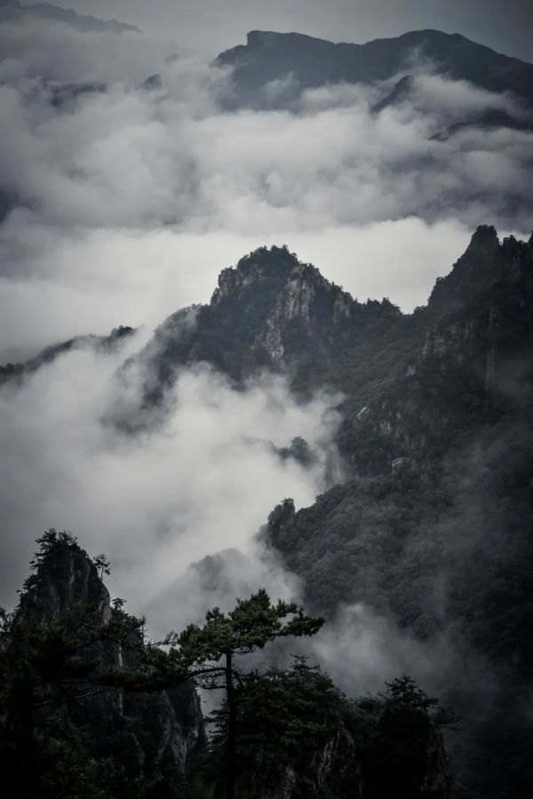 云雾起，山朦胧丨带你享受雨雾老君山“云”旅行