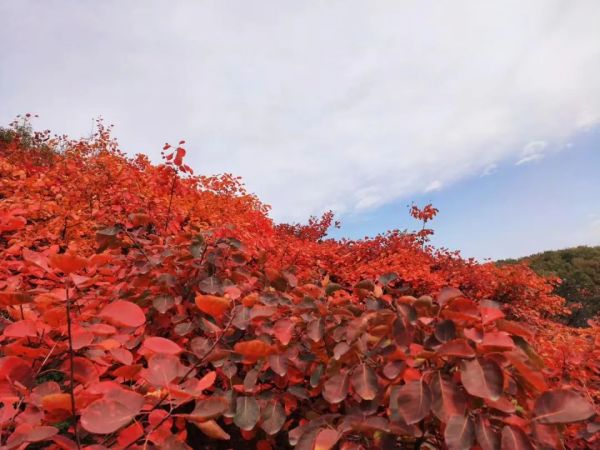 央视报道嵩山景区重阳登高，国庆传统活动持续火爆！