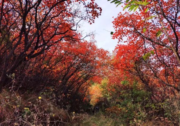 央视报道嵩山景区重阳登高，国庆传统活动持续火爆！