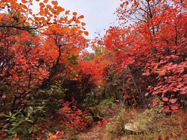 央视报道嵩山景区重阳登高，国庆传统活动持续火爆！