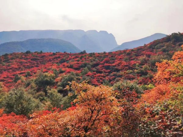 央视报道嵩山景区重阳登高，国庆传统活动持续火爆！