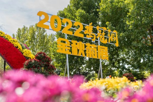 花海有约！2022鸡冠洞金秋菊展隆重开幕！