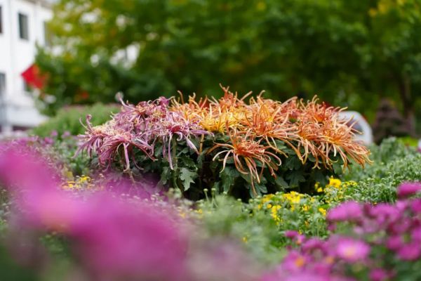 花海有约!2022鸡冠洞金秋菊展隆重开幕! 花海有约!2022鸡冠洞金秋菊展隆重开幕!