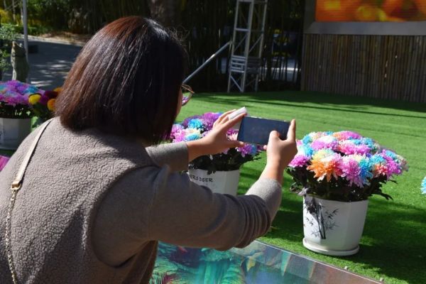 花海有约!2022鸡冠洞金秋菊展隆重开幕! 花海有约!2022鸡冠洞金秋菊展隆重开幕!