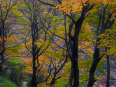 老君山的秋天，景色到了极致，美醉了双眼