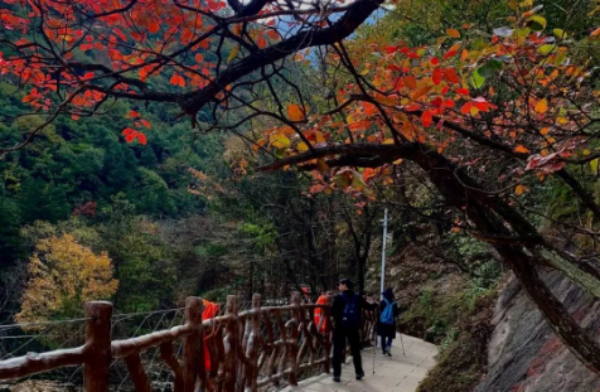 老君山的秋天，景色到了极致，美醉了双眼
