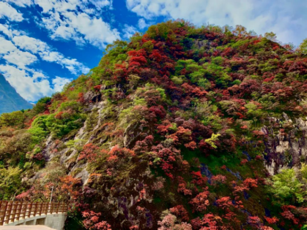 老君山的秋天，景色到了极致，美醉了双眼