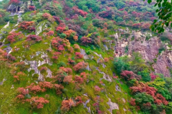 老君山的秋天，景色到了极致，美醉了双眼