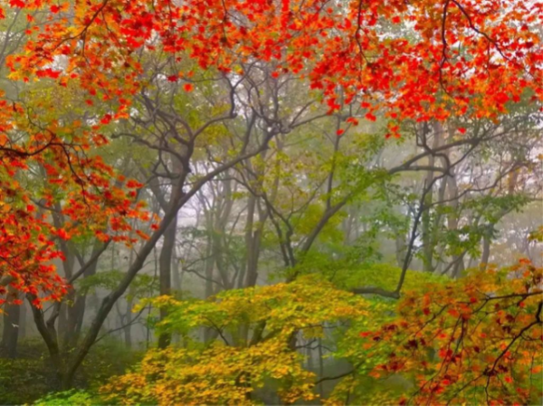 老君山的秋天，景色到了极致，美醉了双眼