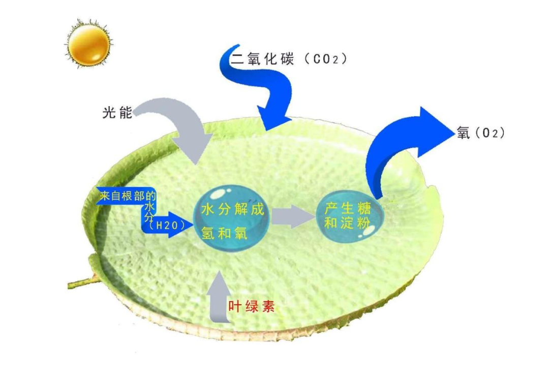 知识盛宴，不可错过！中国植物科普大讲堂4月8日将在郑州绿博园开讲！