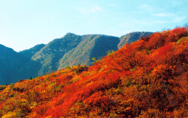 “日出嵩山 红叶漫天”第十一届嵩山红叶节即将盛大开幕！