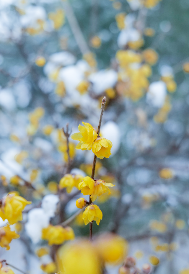 绽放在冬天里的浪漫：郑州绿博园蜡梅花开了！