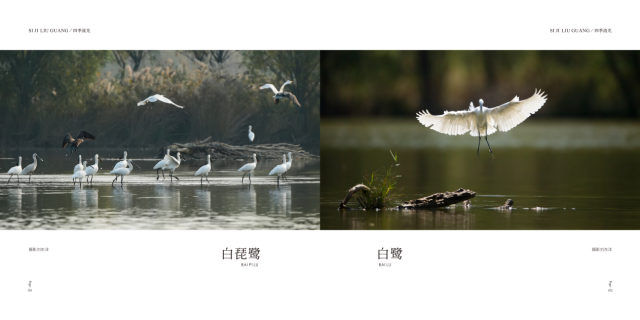 黄河春暖上青山  第八届陈桥湿地油菜花节约你来见