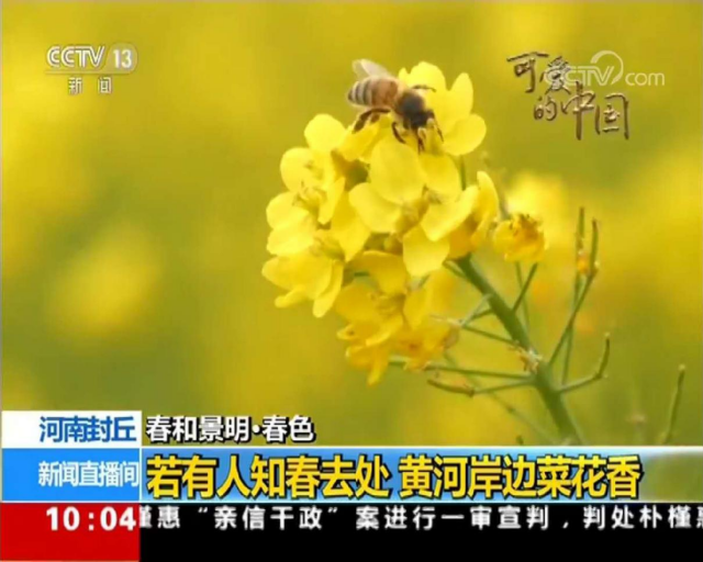 黄河春暖上青山  第八届陈桥湿地油菜花节约你来见