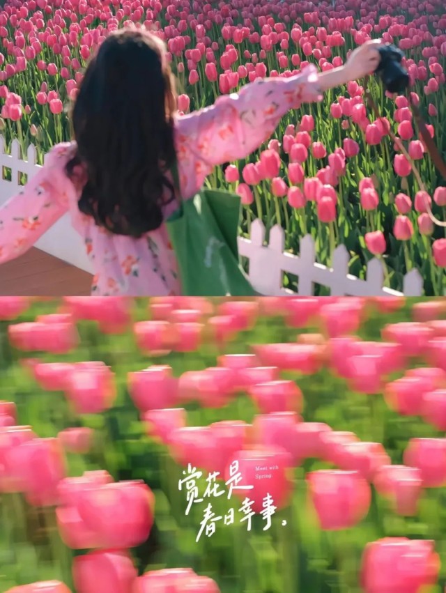春日限定！2025 鸡冠洞郁金香花海节即将浪漫绽放