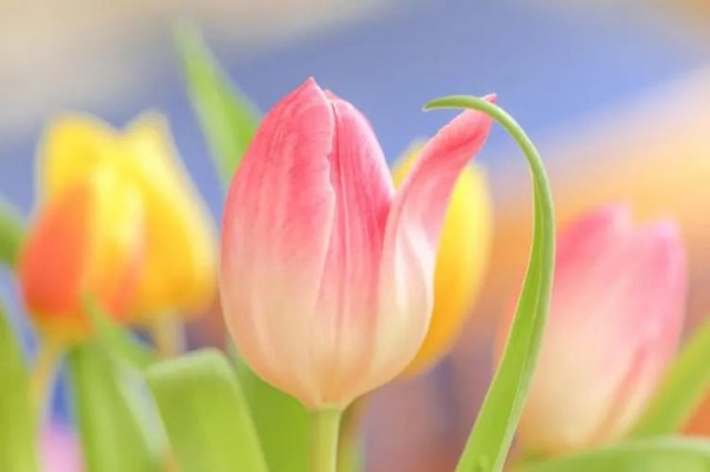 春日限定！2025 鸡冠洞郁金香花海节即将浪漫绽放